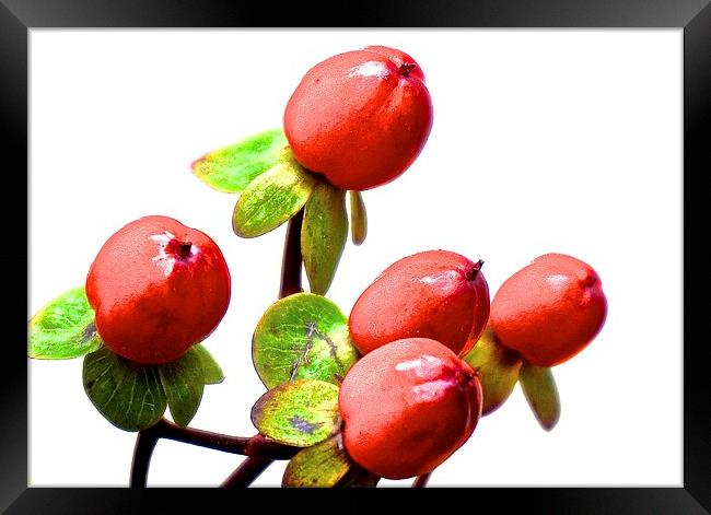 Red Hypericum Berries  Framed Print by Sue Bottomley