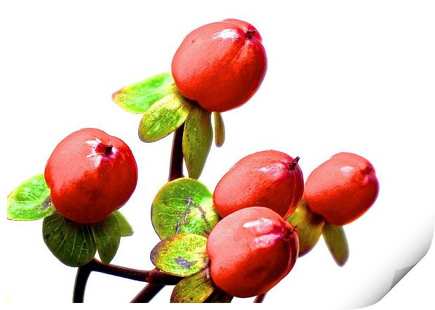 Red Hypericum Berries  Print by Sue Bottomley