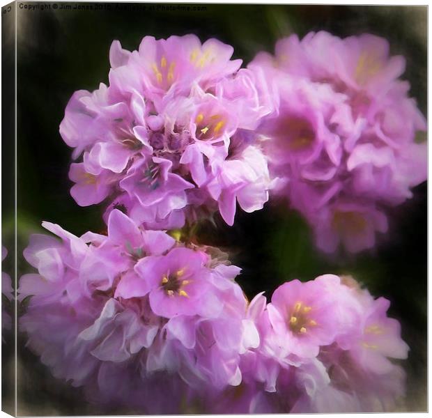  Sea Thrift  Canvas Print by Jim Jones