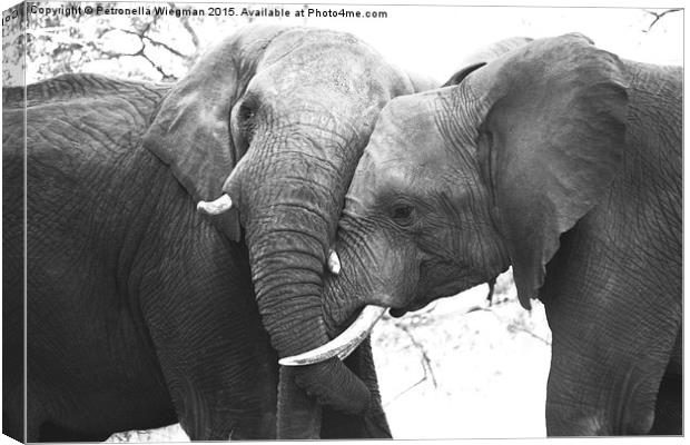  Elephant loving Canvas Print by Petronella Wiegman