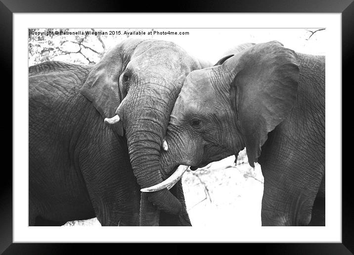  Elephant loving Framed Mounted Print by Petronella Wiegman