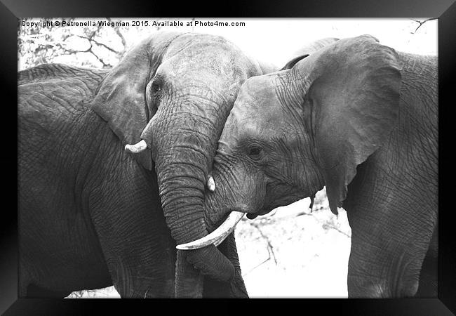 Elephant loving Framed Print by Petronella Wiegman