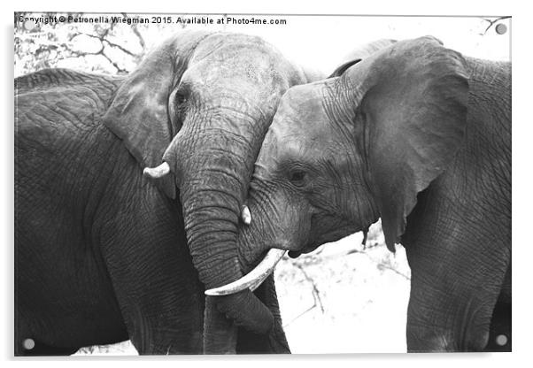  Elephant loving Acrylic by Petronella Wiegman