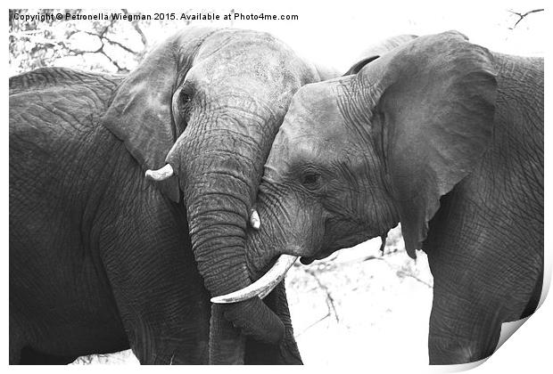 Elephant loving Print by Petronella Wiegman
