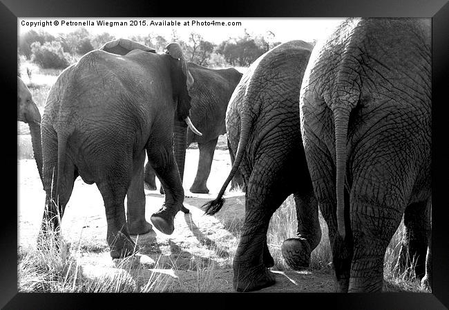  Elephants bums Framed Print by Petronella Wiegman