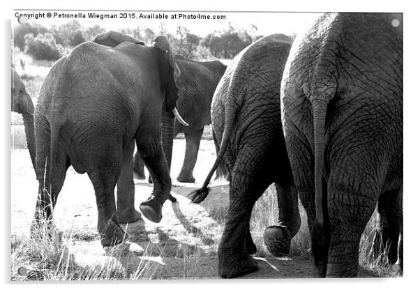  Elephants bums Acrylic by Petronella Wiegman