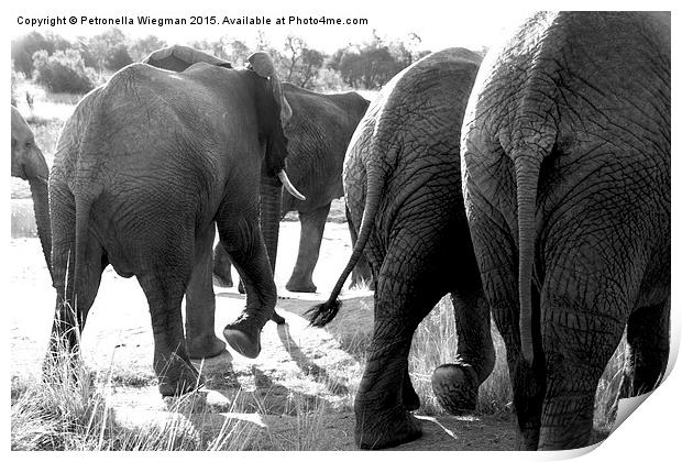  Elephants bums Print by Petronella Wiegman