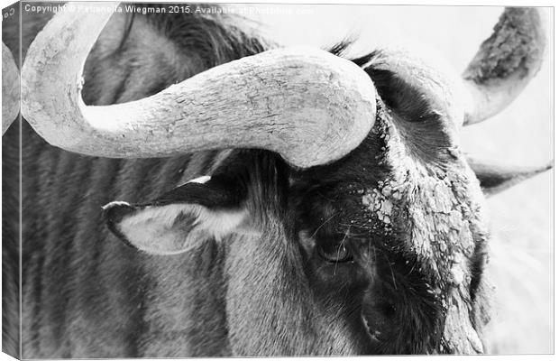  Wildebeast close-up Canvas Print by Petronella Wiegman