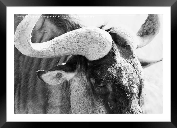 Wildebeast close-up Framed Mounted Print by Petronella Wiegman