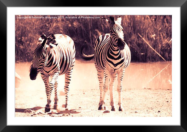  Playful zebras Framed Mounted Print by Petronella Wiegman