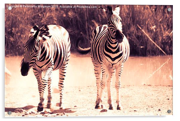  Playful zebras Acrylic by Petronella Wiegman