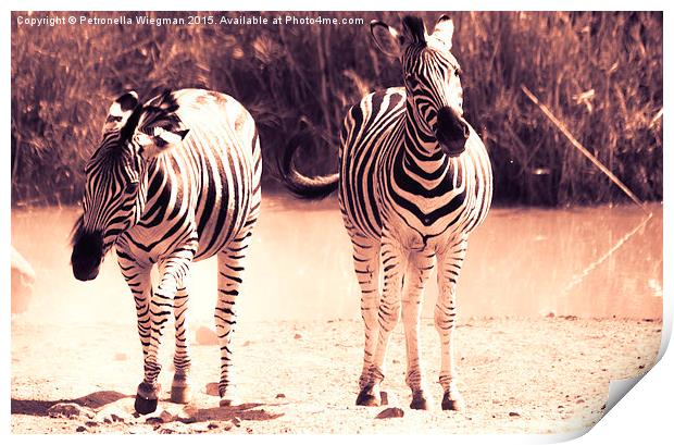  Playful zebras Print by Petronella Wiegman