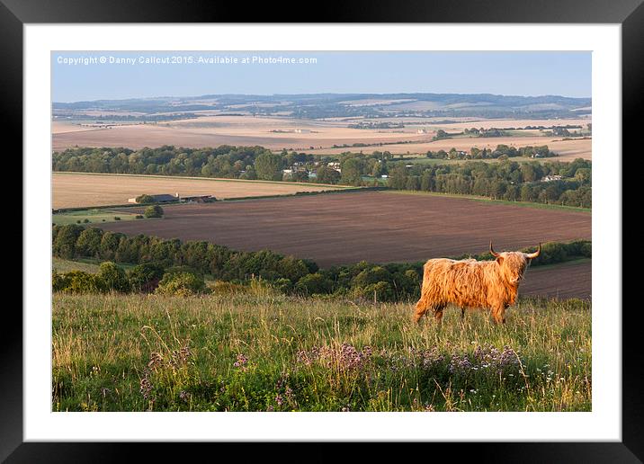 Highland Cattle Framed Mounted Print by Danny Callcut