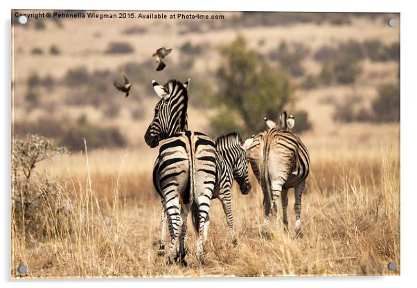  Zebra family Acrylic by Petronella Wiegman