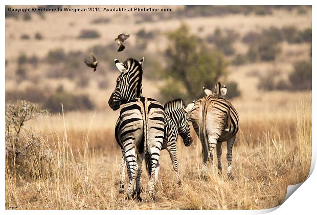  Zebra family Print by Petronella Wiegman