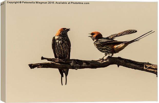 Lesser Striped Swallow couple Canvas Print by Petronella Wiegman