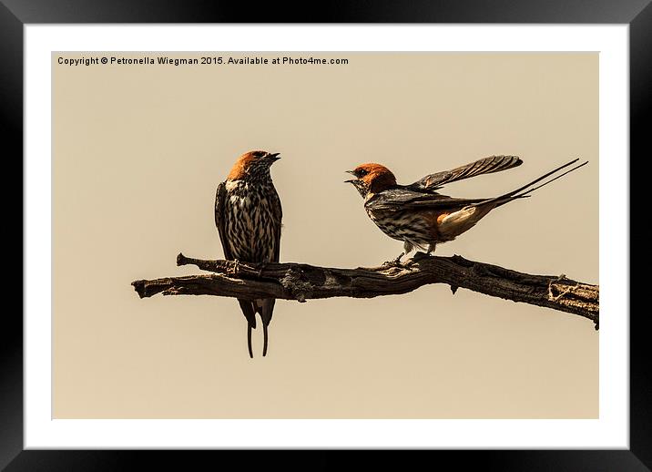 Lesser Striped Swallow couple Framed Mounted Print by Petronella Wiegman
