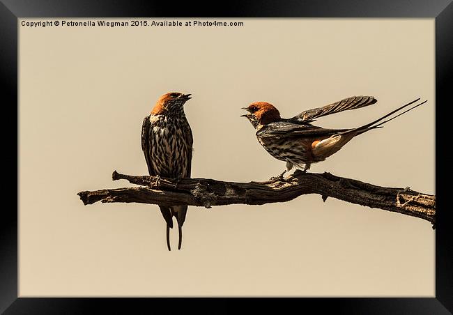 Lesser Striped Swallow couple Framed Print by Petronella Wiegman