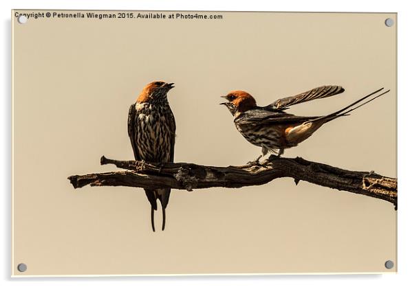 Lesser Striped Swallow couple Acrylic by Petronella Wiegman