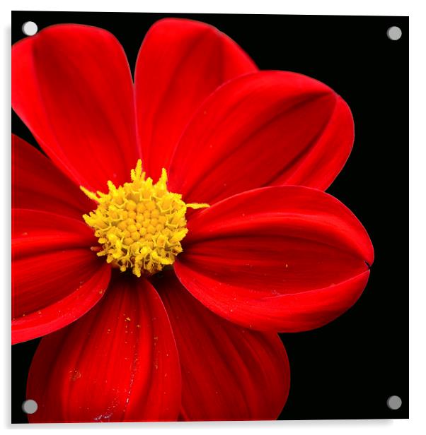  Red Flower  Acrylic by Ann McGrath
