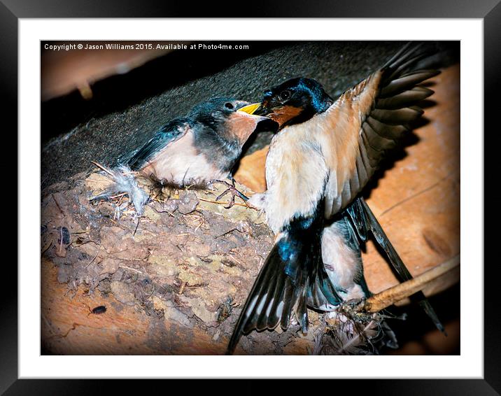  Swallow feeds chick. Framed Mounted Print by Jason Williams