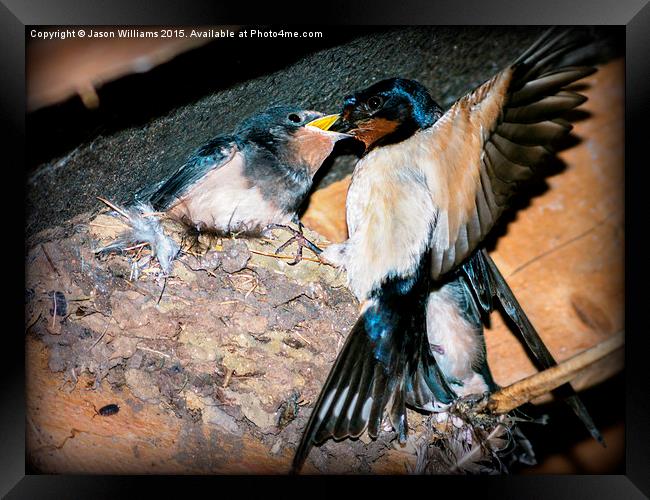  Swallow feeds chick. Framed Print by Jason Williams