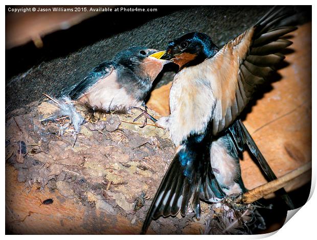  Swallow feeds chick. Print by Jason Williams