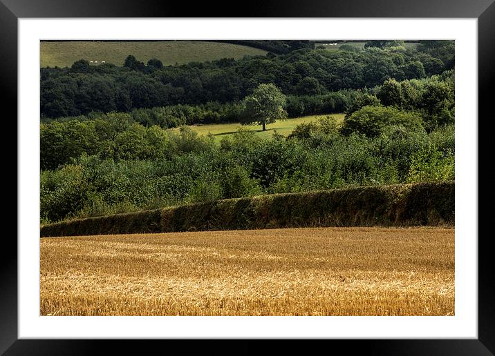  Summer Colours Framed Mounted Print by Phil Sproson