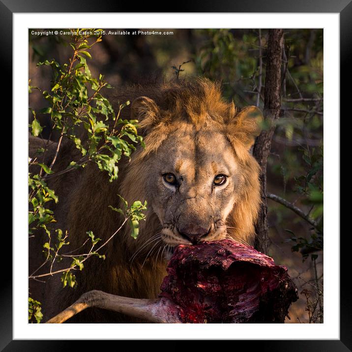  Lion, Phinda Game Reserve, South Africa Framed Mounted Print by Carolyn Eaton