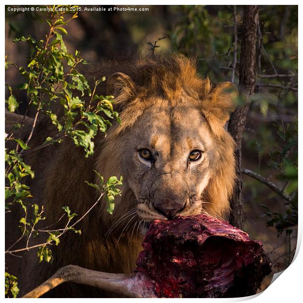  Lion, Phinda Game Reserve, South Africa Print by Carolyn Eaton