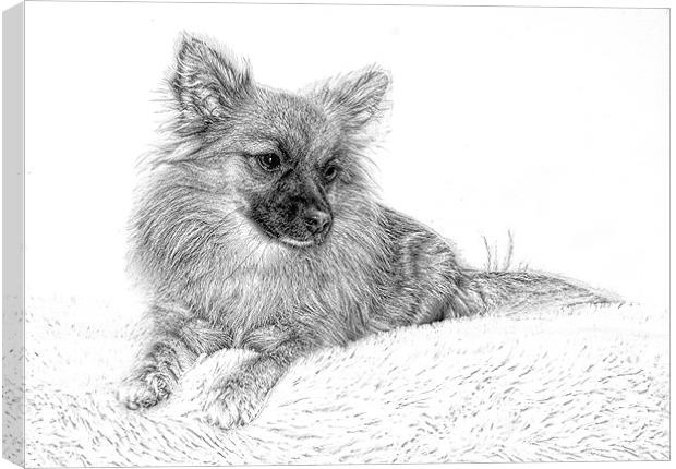  Monty in Pencil by JCstudios Canvas Print by JC studios LRPS ARPS