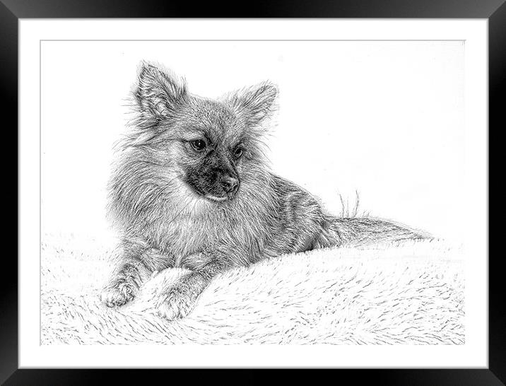  Monty in Pencil by JCstudios Framed Mounted Print by JC studios LRPS ARPS