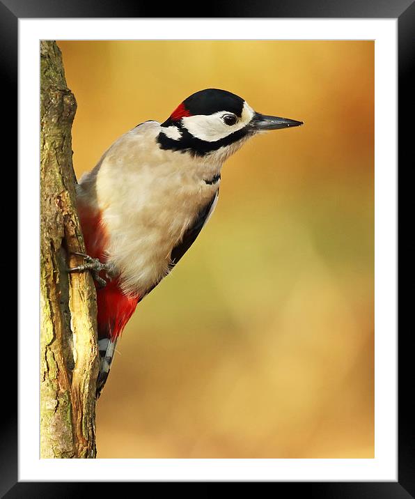 Autumnal Woodpecker Framed Mounted Print by Sue Dudley