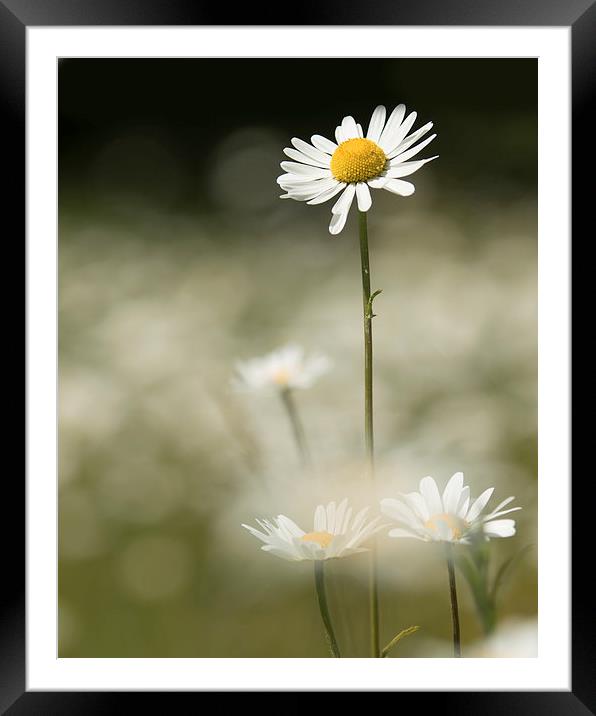  Standing Tall Framed Mounted Print by Sue Dudley