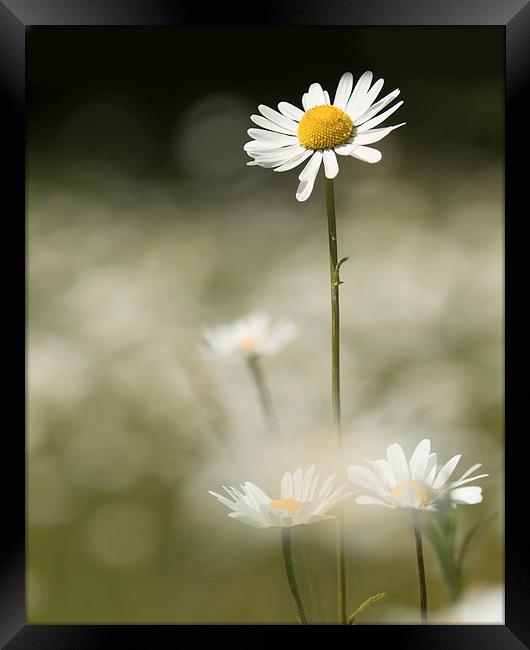 Standing Tall Framed Print by Sue Dudley