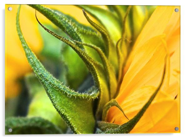  Side of a Sunflower up close Acrylic by Sue Bottomley