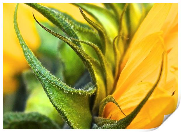  Side of a Sunflower up close Print by Sue Bottomley