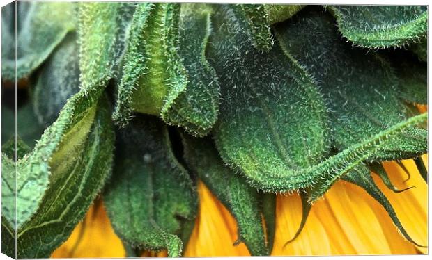  Side of a Sunflower up close Canvas Print by Sue Bottomley