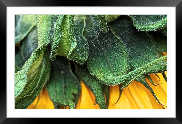  Side of a Sunflower up close Framed Mounted Print by Sue Bottomley