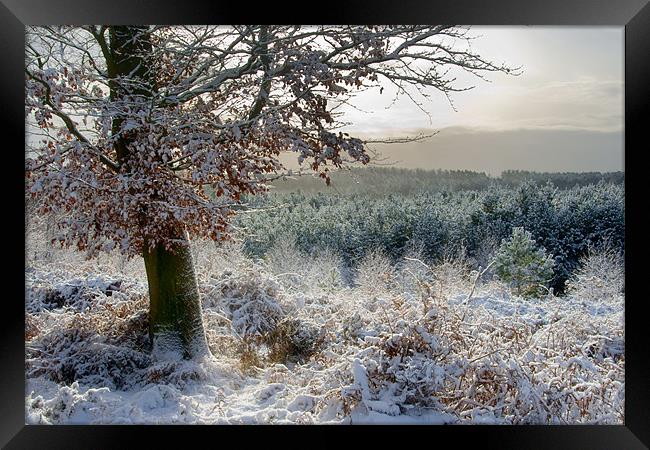 Snow Covered Firs Framed Print by Ann Garrett