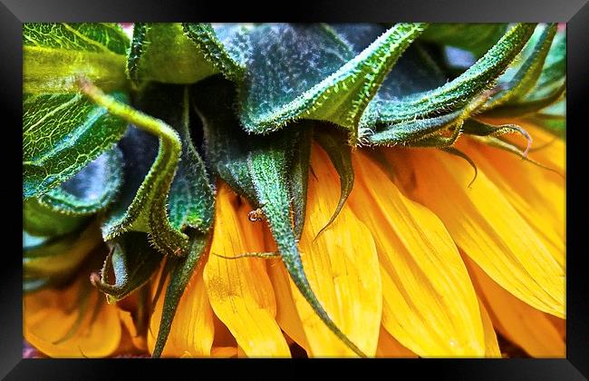  Side of a Sunflower up close Framed Print by Sue Bottomley