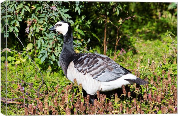 Barnacle Goose Canvas Print by Juha Remes