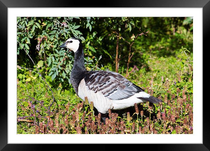 Barnacle Goose Framed Mounted Print by Juha Remes