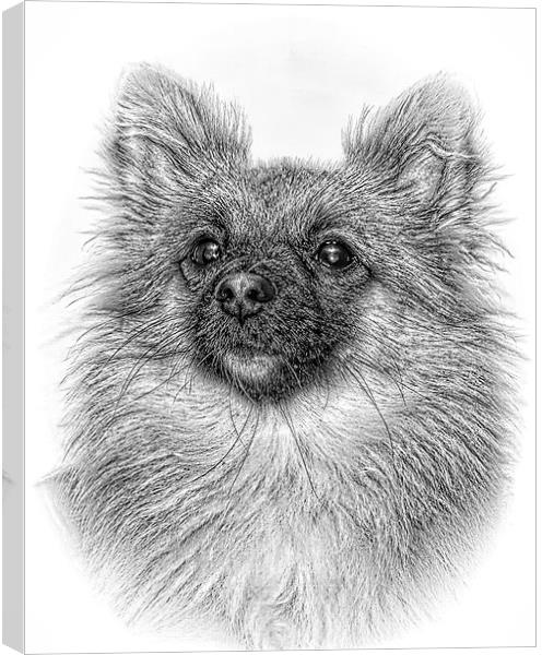  Chi head in pencil by JCstudios Canvas Print by JC studios LRPS ARPS