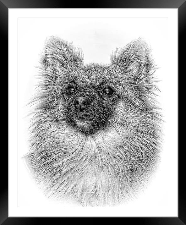  Chi head in pencil by JCstudios Framed Mounted Print by JC studios LRPS ARPS