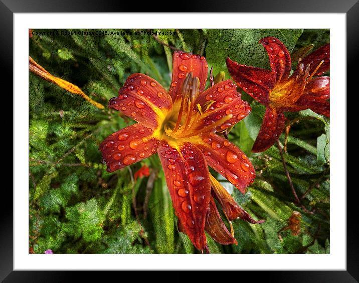  Red Lily on texture Framed Mounted Print by Robert Gipson