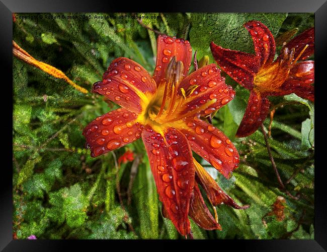  Red Lily on texture Framed Print by Robert Gipson