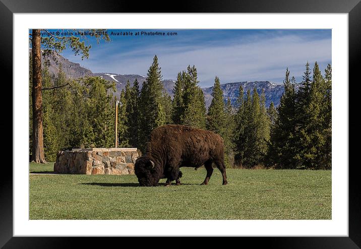 Bison at Yellowstone Park  Framed Mounted Print by colin chalkley