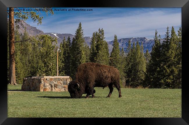 Bison at Yellowstone Park  Framed Print by colin chalkley