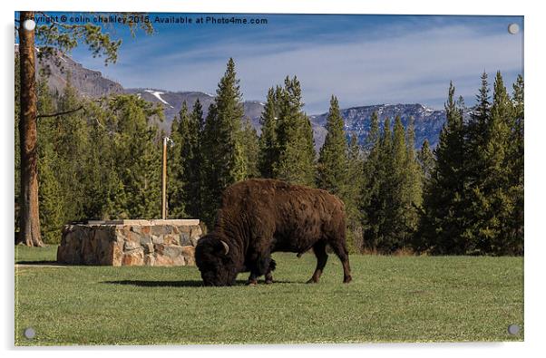 Bison at Yellowstone Park  Acrylic by colin chalkley